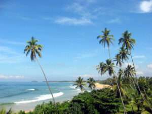 Tropical beach in Sri Lanka with golden sand, swaying palm trees and calm turquoise water